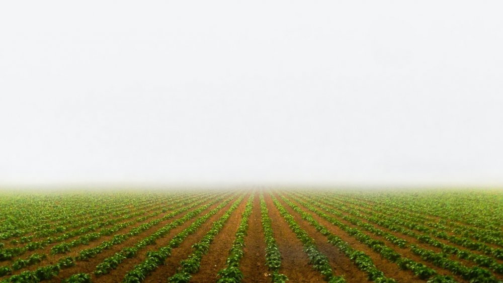 Nouvelle orientation pour une action climatique intégrée à l’agriculture