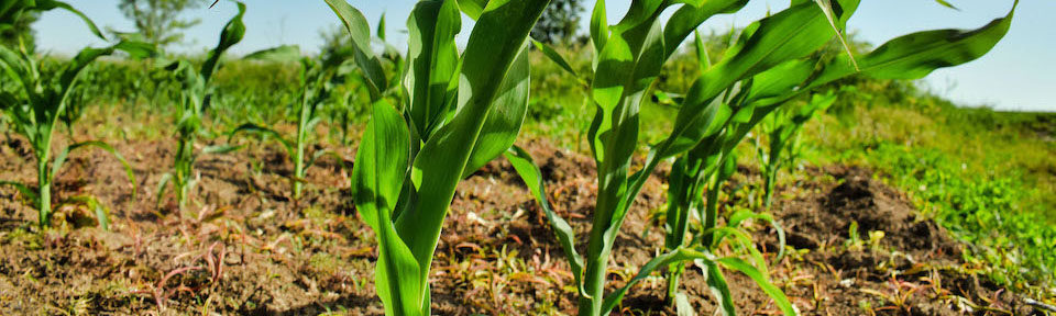 Comment les microbes du sol aident-ils les plantes à résister aux maladies ? Un projet de recherche de Texas A&M AgriLife cherche la réponse