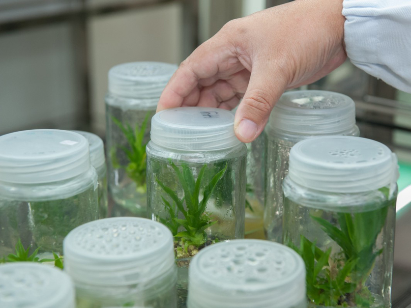 Biotechnologies, la  face cachée de Los  Angeles