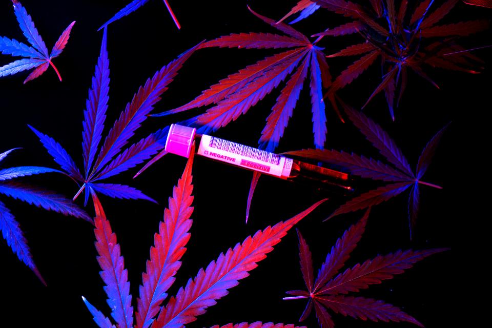 COVID-19 – Une nouvelle étude apporte des preuves de l’efficacité du cannabis comme traitement