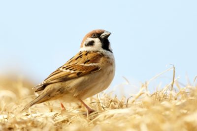 Oiseau des champs