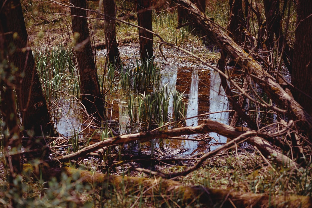 La nouvelle loi « Navigable Protection Water Rule » soulève les oppositions parmi la communauté scientifique