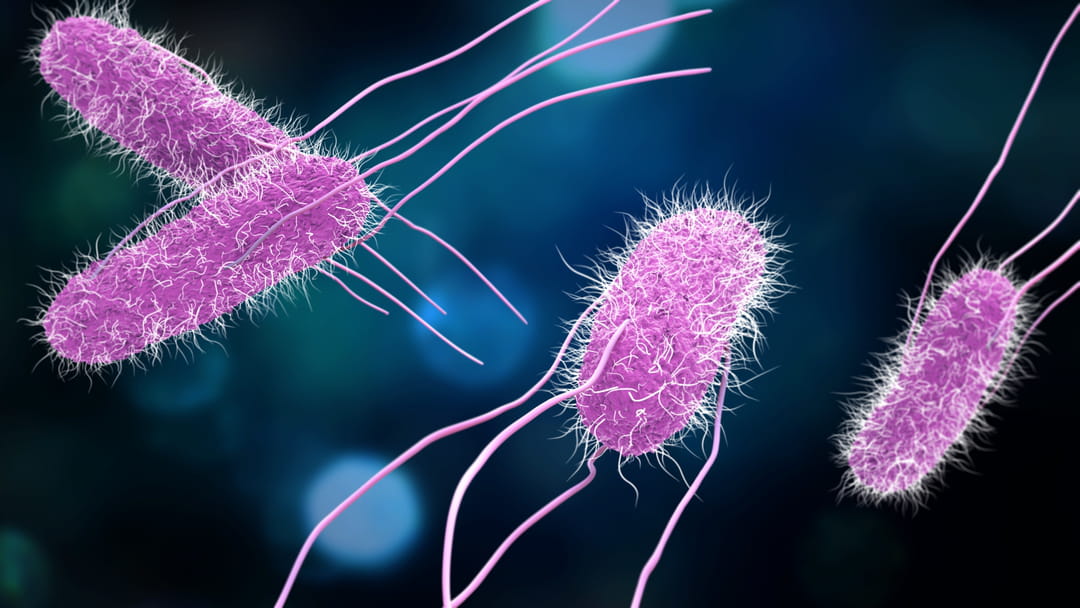 Un consortium incluant l’Institut Pasteur et le Quantitative Biosciences Institute remporte une bourse NIH de 67,5 millions de dollars pour la lutte contre les maladies infectieuses