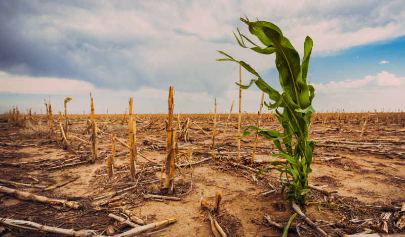 Changement climatique, politiques agricoles et sécurité alimentaire : une conversation entre chercheurs et politiques organisée par l’Institut Américain des Entreprises