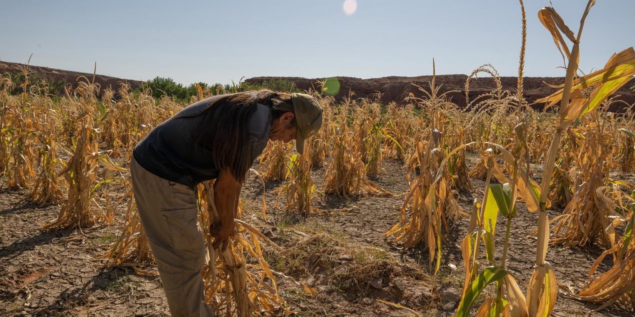 Curtis Naseyowma tends to corn crops in Lower Moenkopi Village, Ariz., on the Hopi Reservation, Sept. 20, 2021.  The Hopi tribe has survived for more than a thousand years in the arid mesas. The megadrought gripping the Southwest is testing that resilience. (Tom·s Karmelo Amaya/The New York Times)